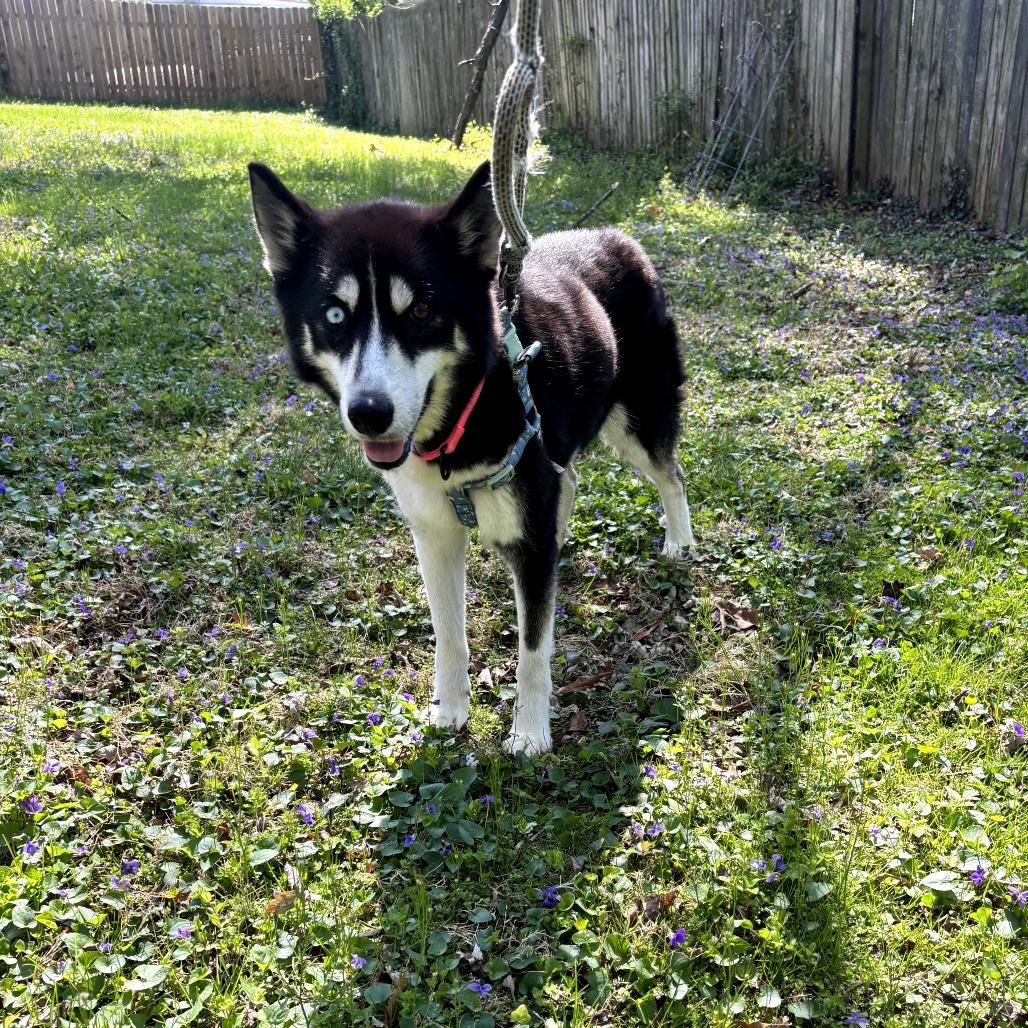 Ka'lea, a Adoptable Husky in Rockville, MD image 2/3