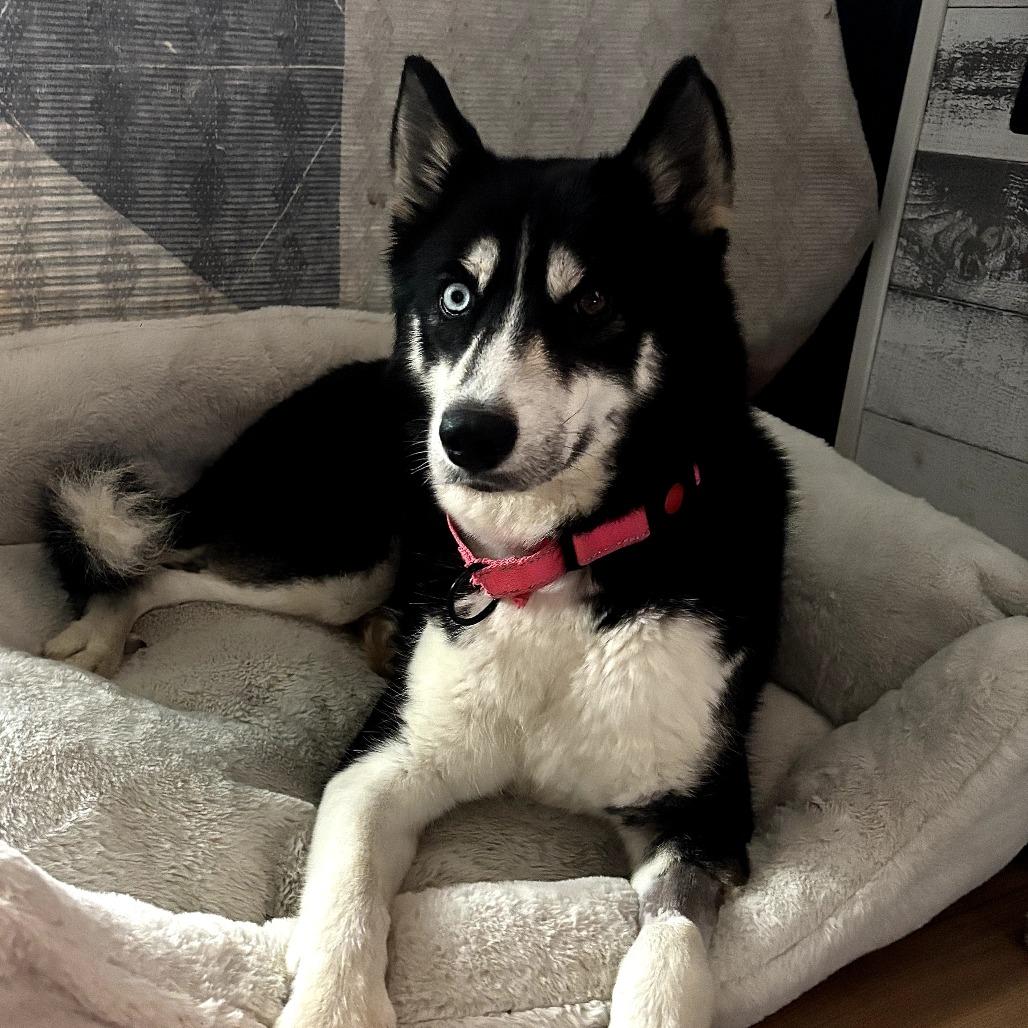 Ka'lea, a Adoptable Husky in Rockville, MD image 3/3