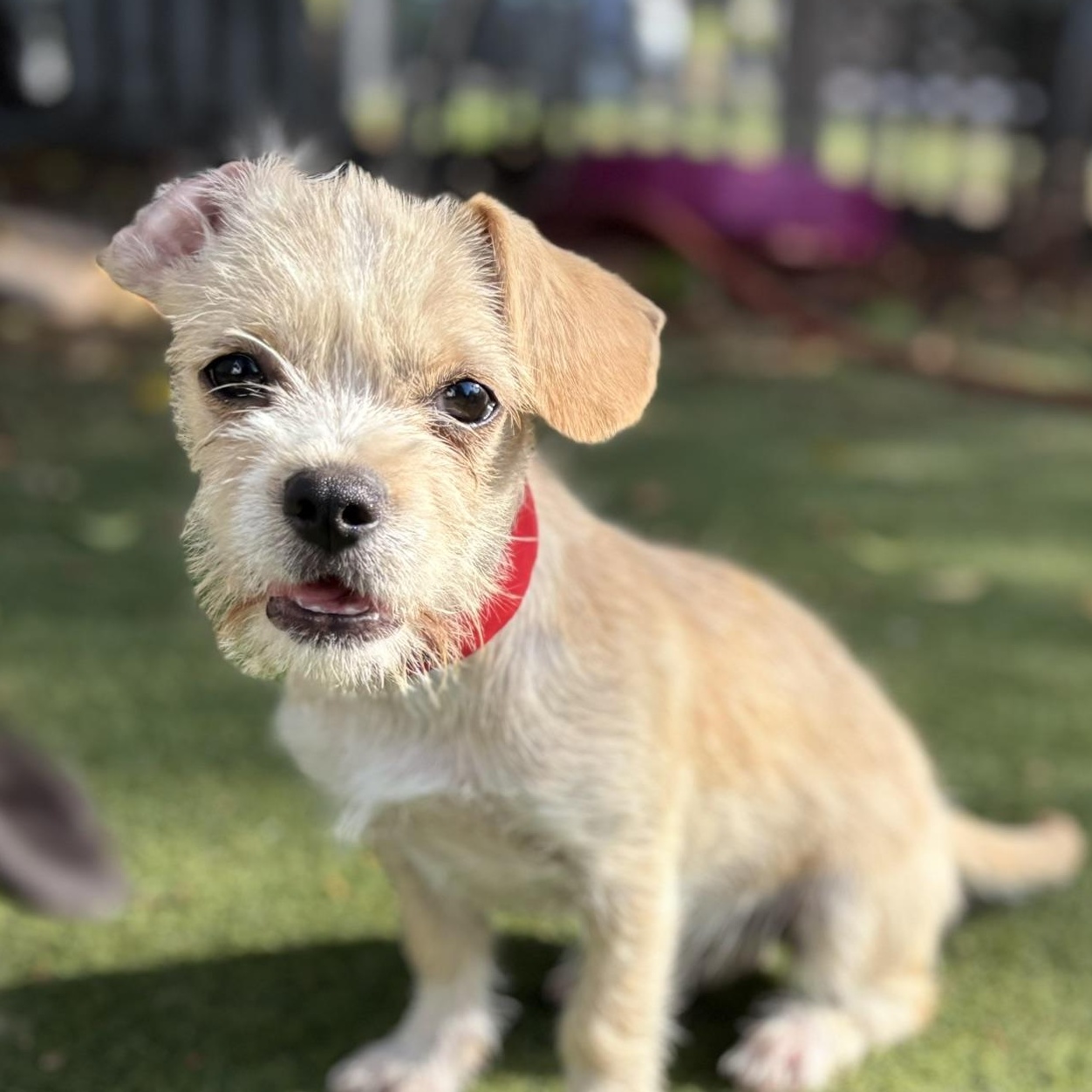 Kelly, Adoptable, Puppy Female Spaniel & Terrier.