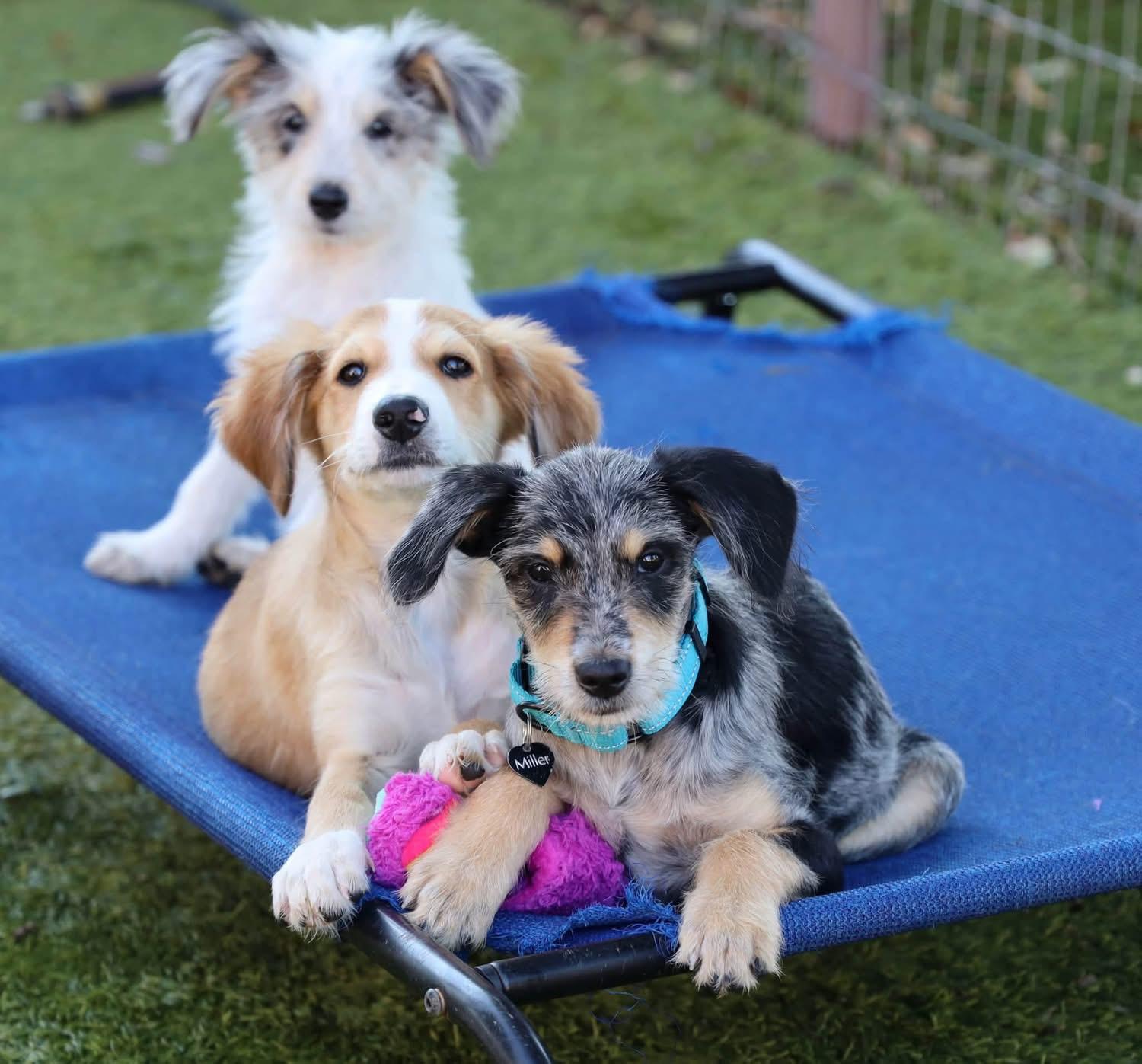 Enlarge Isabel, a Adoptable mixed breed in Southlake, TX image 1/4