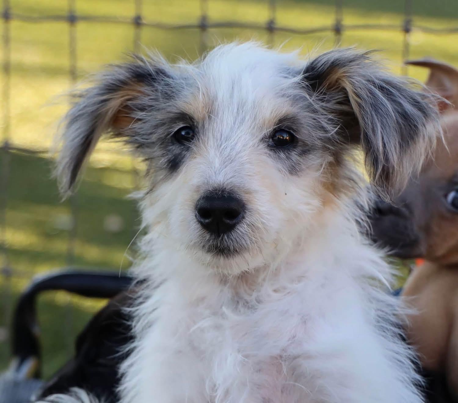 Enlarge Isabel, a Adoptable mixed breed in Southlake, TX image 2/4