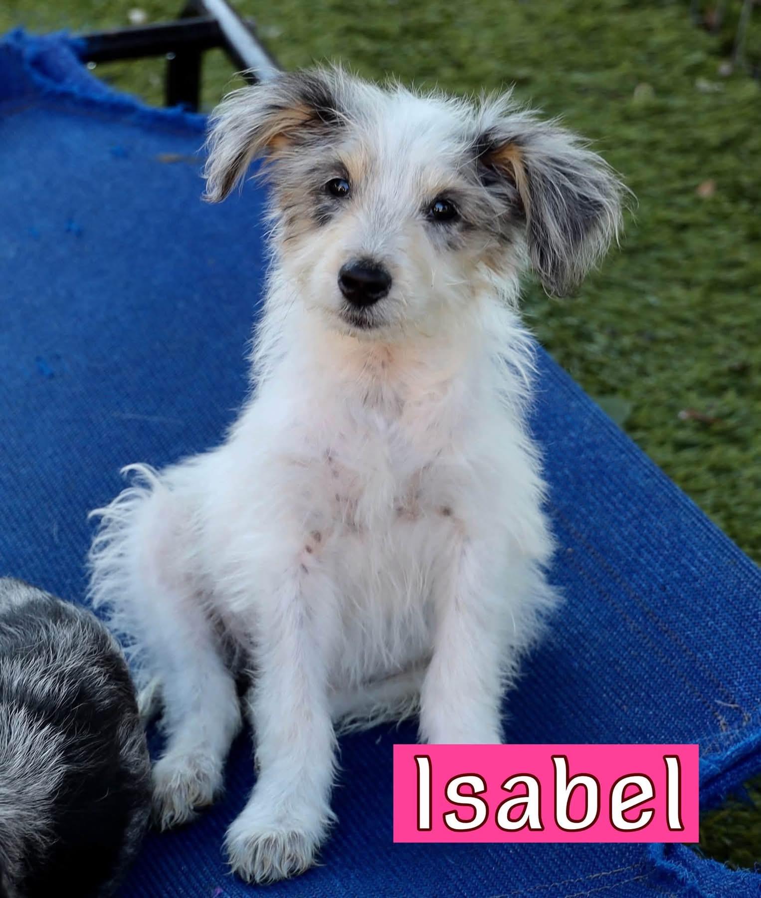 Enlarge Isabel, a Adoptable mixed breed in Southlake, TX image 4/4