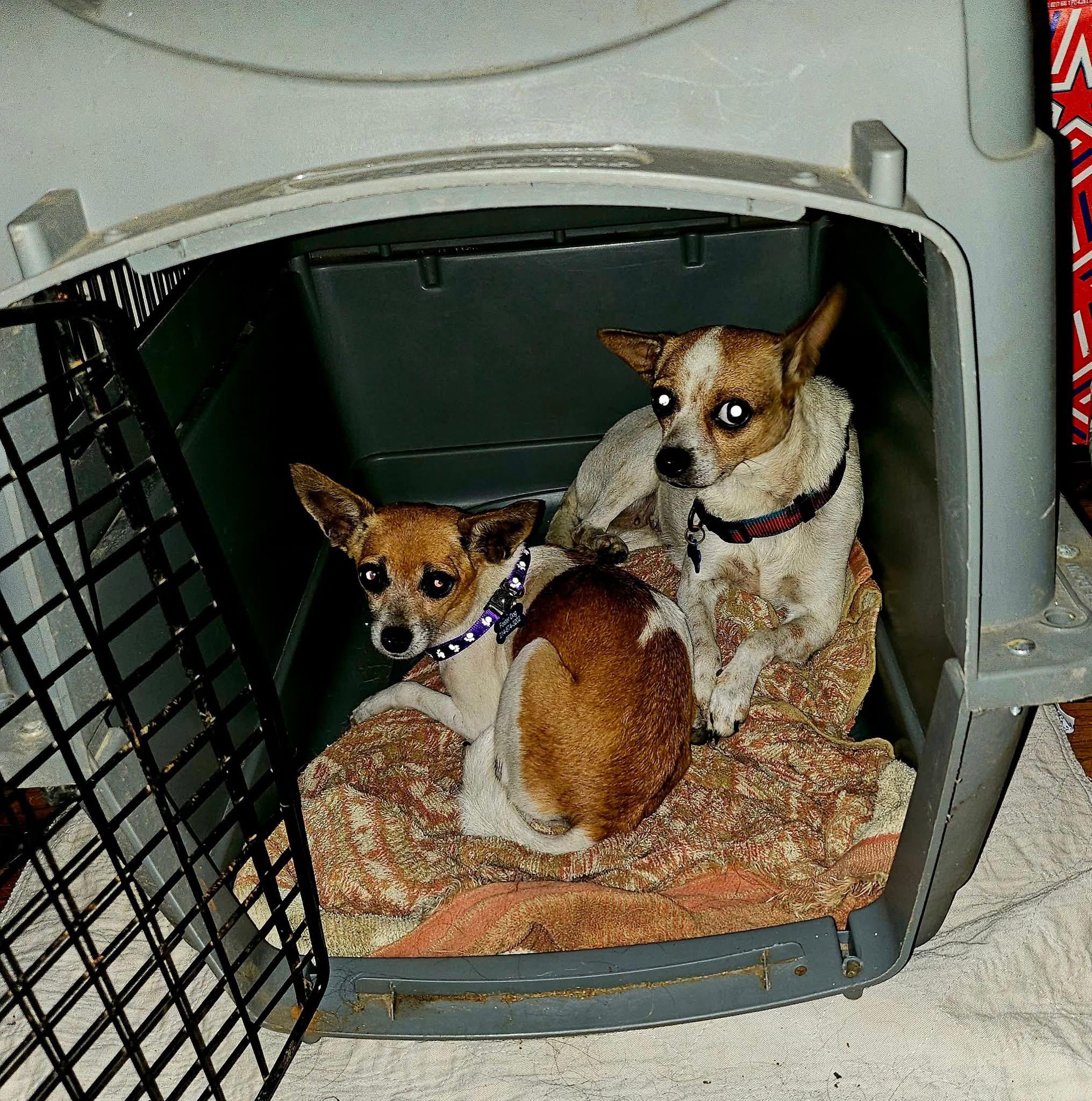 Polly and Lucy