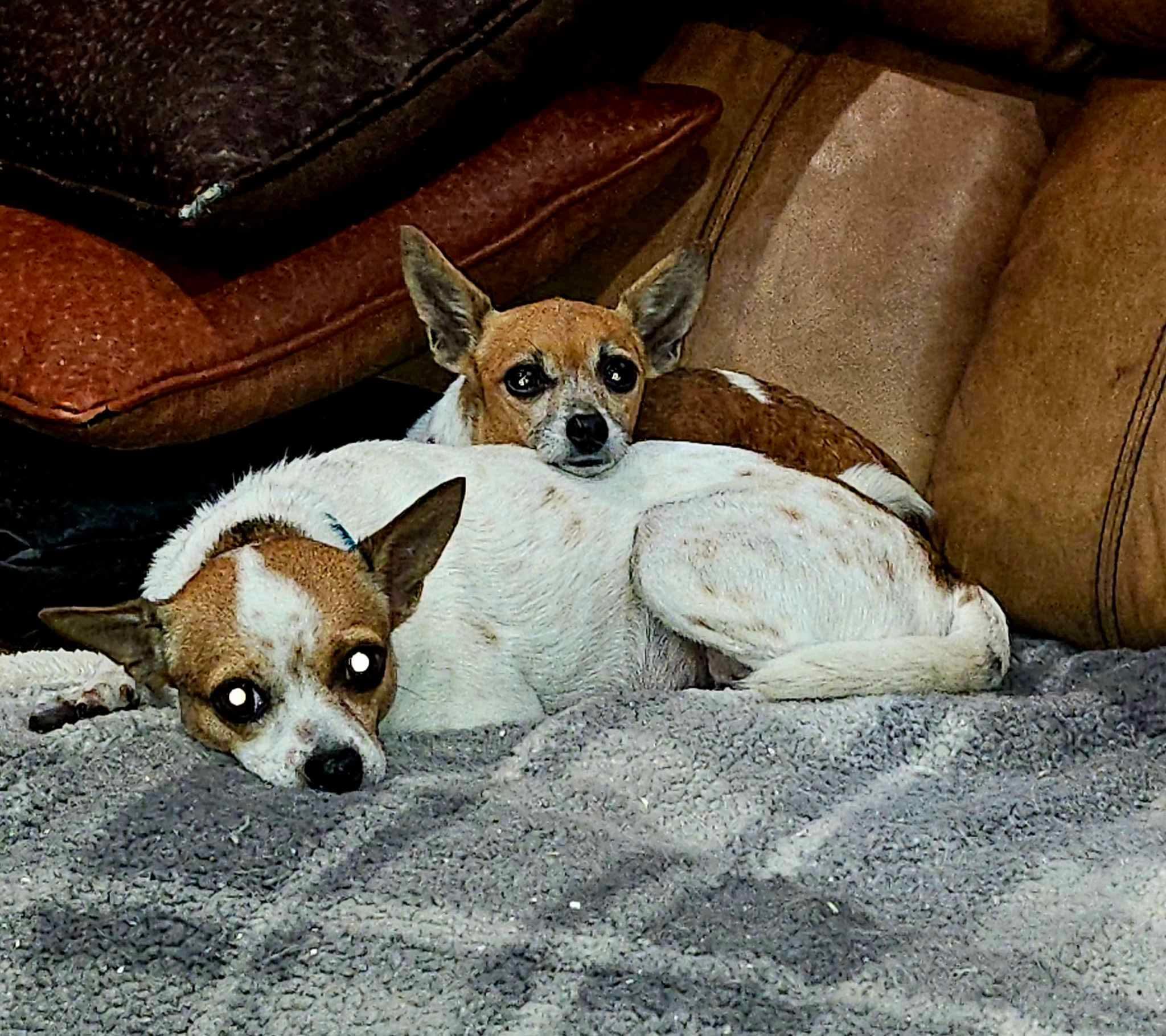 Enlarge Polly and Lucy, a Adoptable Chihuahua in Dallas, TX image 1/1