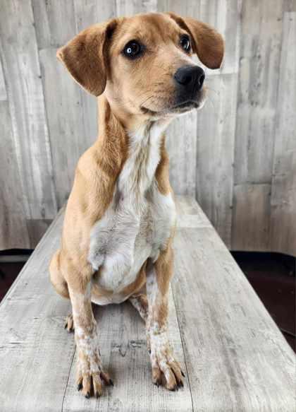 Ellie, a Adoptable mixed breed in Shreveport, LA image 1/3