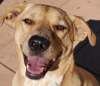 Ellie, a Adoptable mixed breed in Shreveport, LA image 2/3