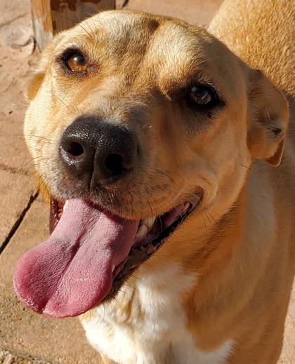 Ellie, Adoptable, Adult Female Retriever & Mixed Breed.