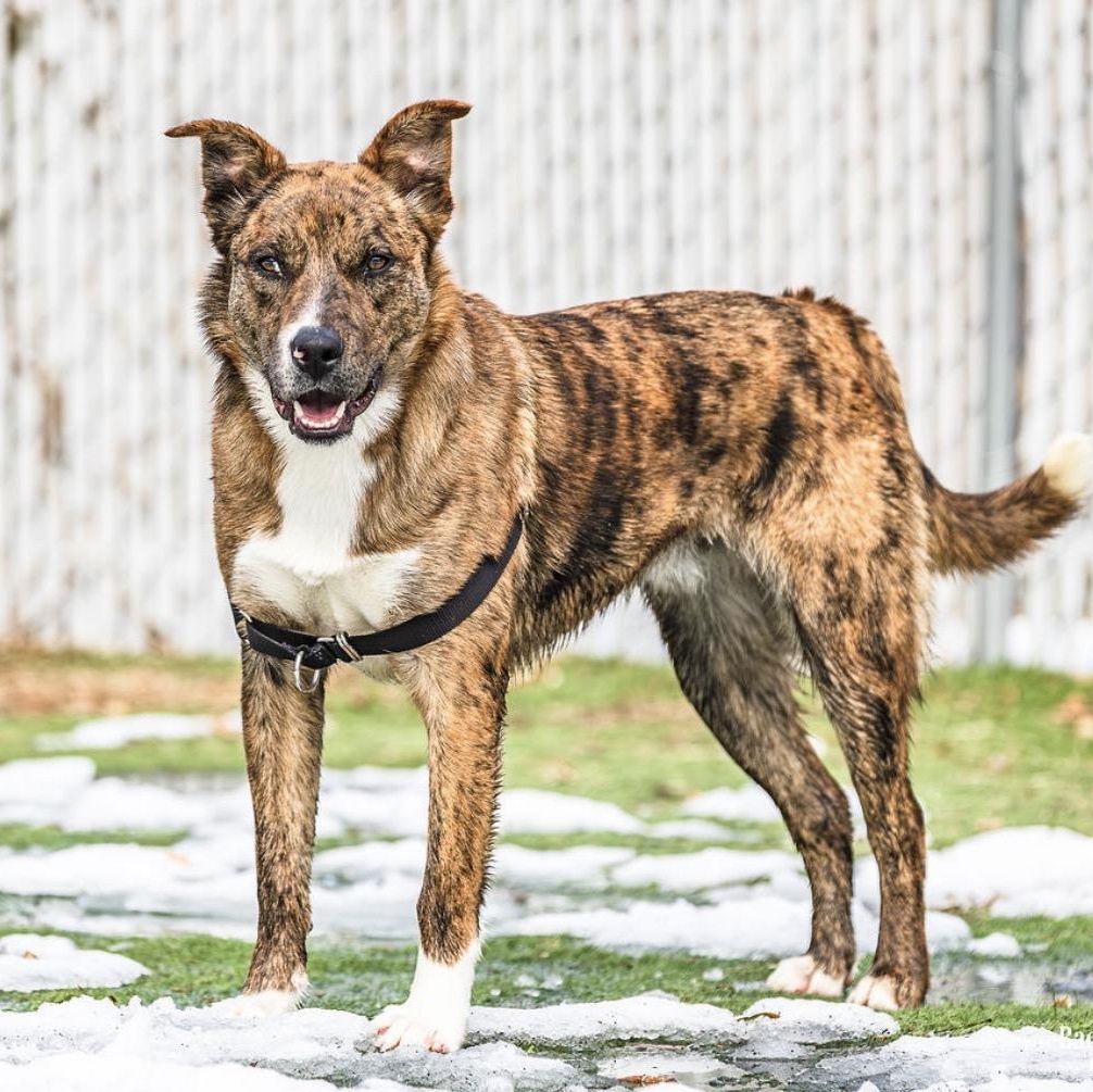 Wind, Adoptable, Puppy Male Mixed Breed.
