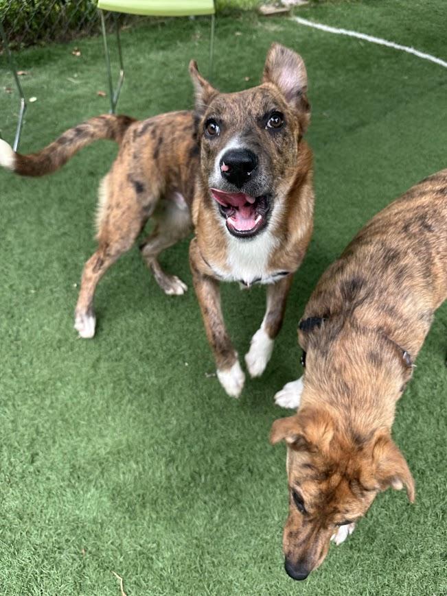 Enlarge Wind, a Adoptable mixed breed in Ocean View, NJ image 5/6