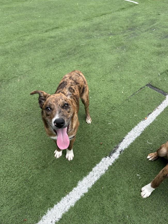 Enlarge Wind, a Adoptable mixed breed in Ocean View, NJ image 2/6