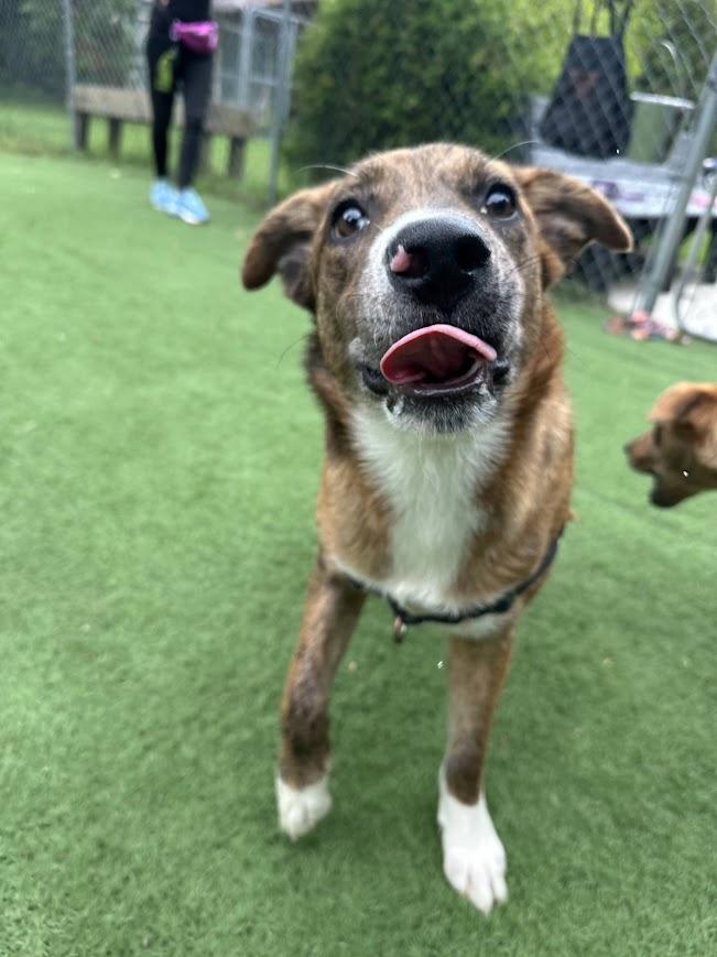 Enlarge Wind, a Adoptable mixed breed in Ocean View, NJ image 6/6