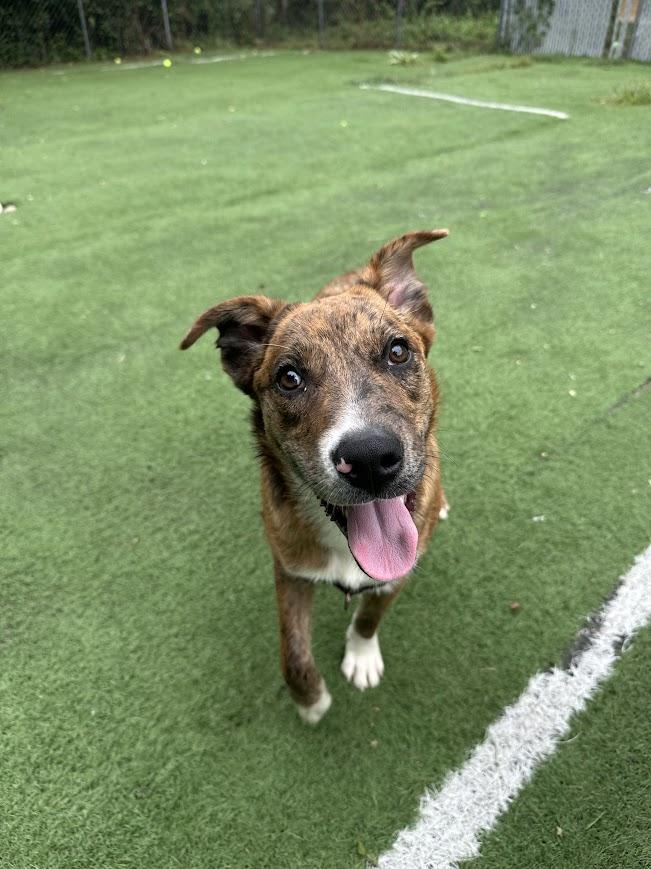 Wind, Adoptable, Puppy Male Mixed Breed.