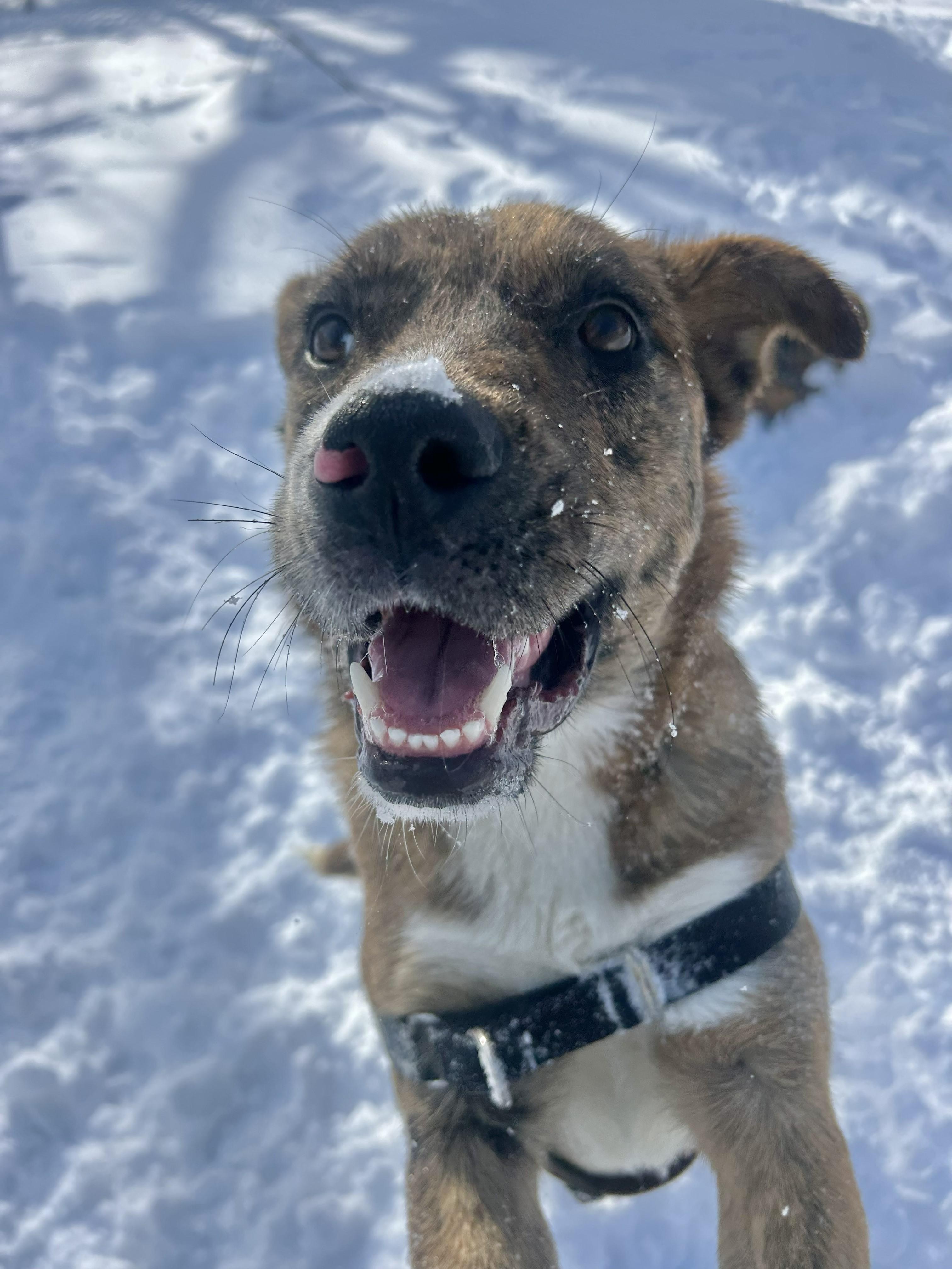 Enlarge Wind, a Adoptable mixed breed in Ocean View, NJ image 3/6