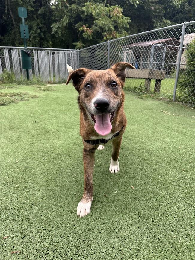 Wind, Adoptable, Puppy Male Mixed Breed.