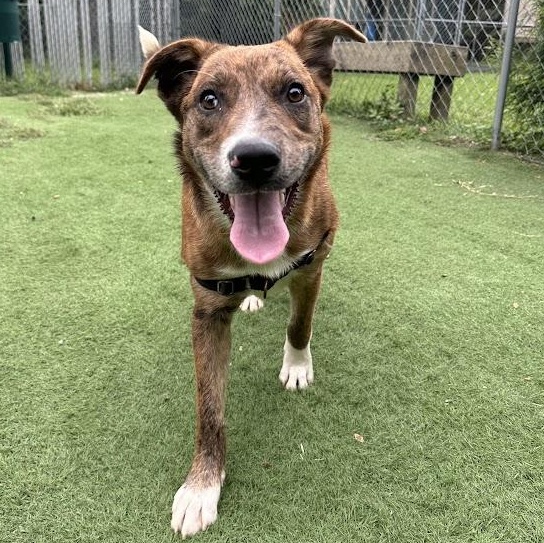 Enlarge Wind, a Adoptable mixed breed in Ocean View, NJ image 3/5