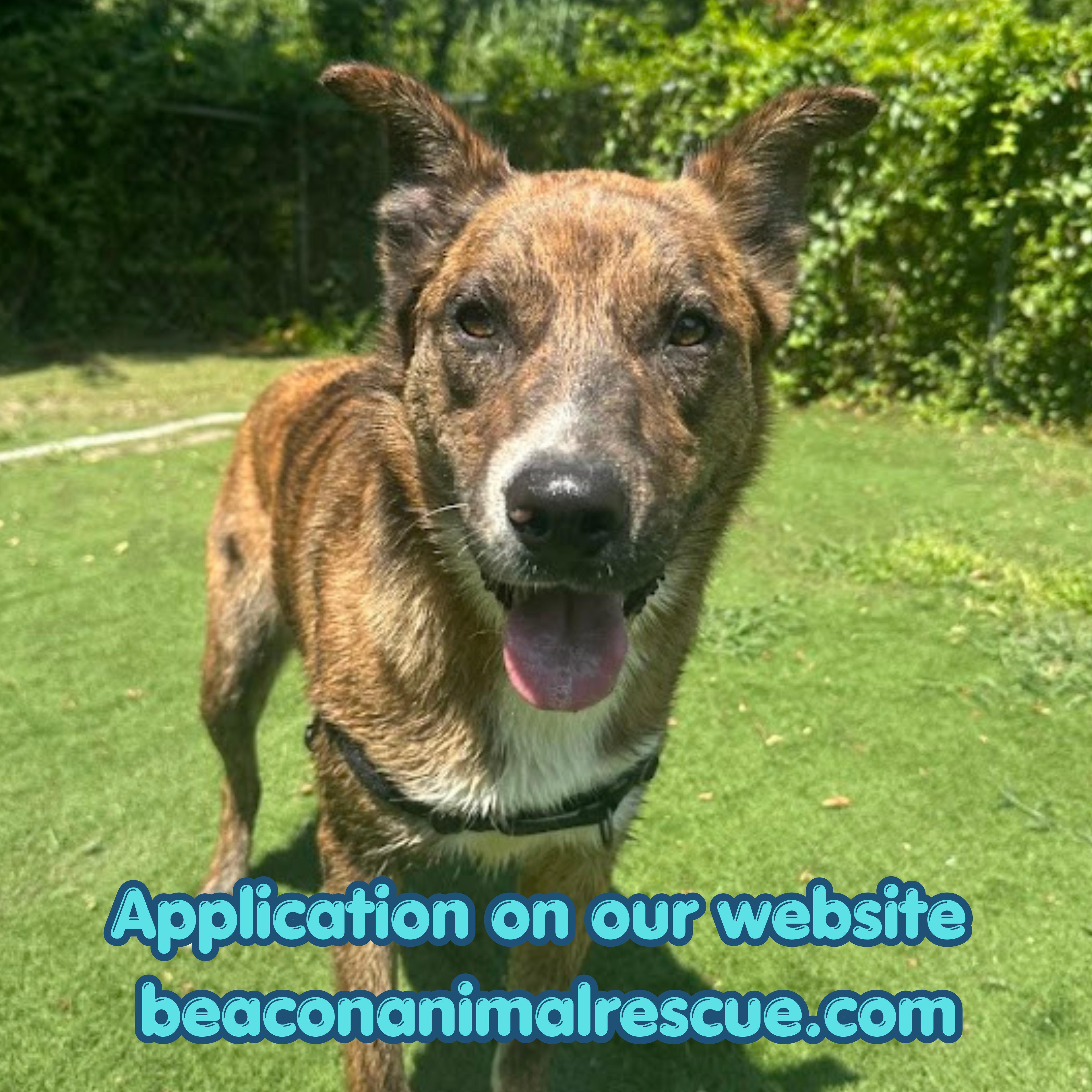 Wind, Adoptable, Young Male Mixed Breed.