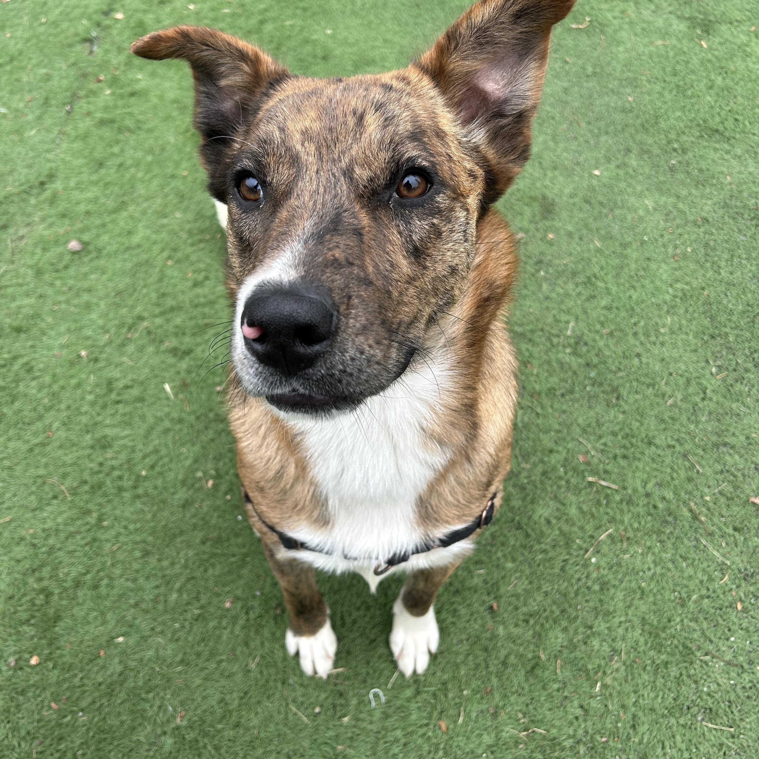 Enlarge Wind, a Adoptable mixed breed in Ocean View, NJ image 6/6