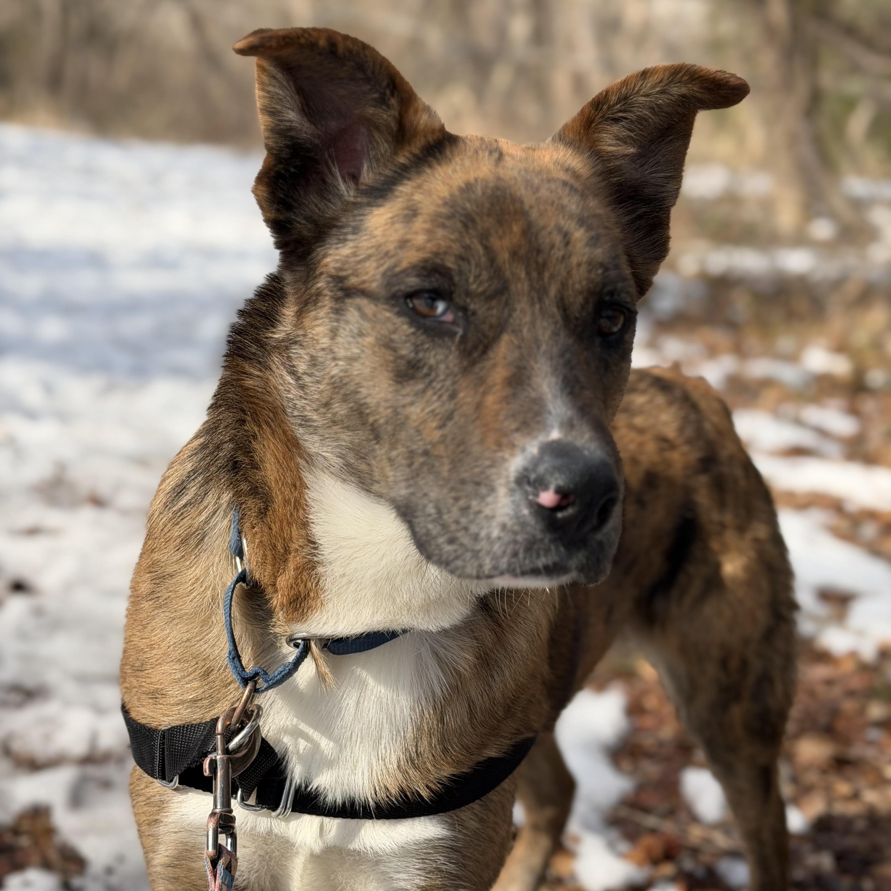 Enlarge Wind, a Adoptable mixed breed in Ocean View, NJ image 6/6