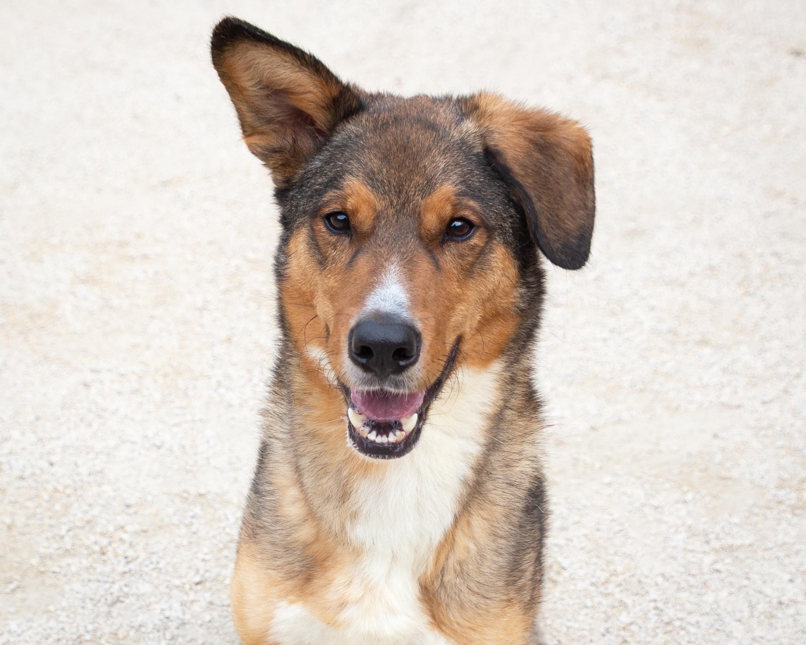 Nami, an adoptable German Shepherd Dog in Winnipeg, MB, R3E 3N8 | Photo Image 1