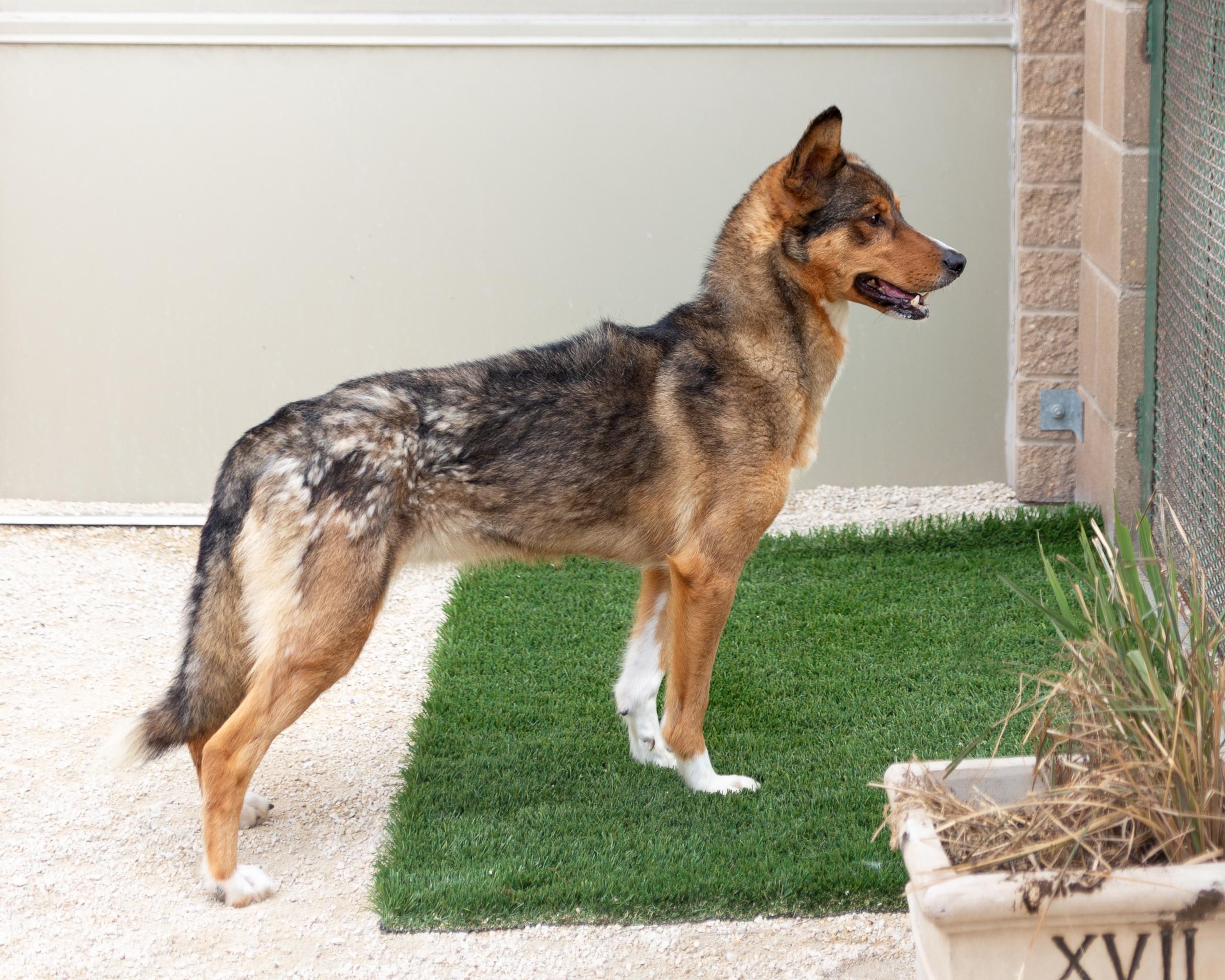 Nami, an adoptable German Shepherd Dog in Winnipeg, MB, R3E 3N8 | Photo Image 2