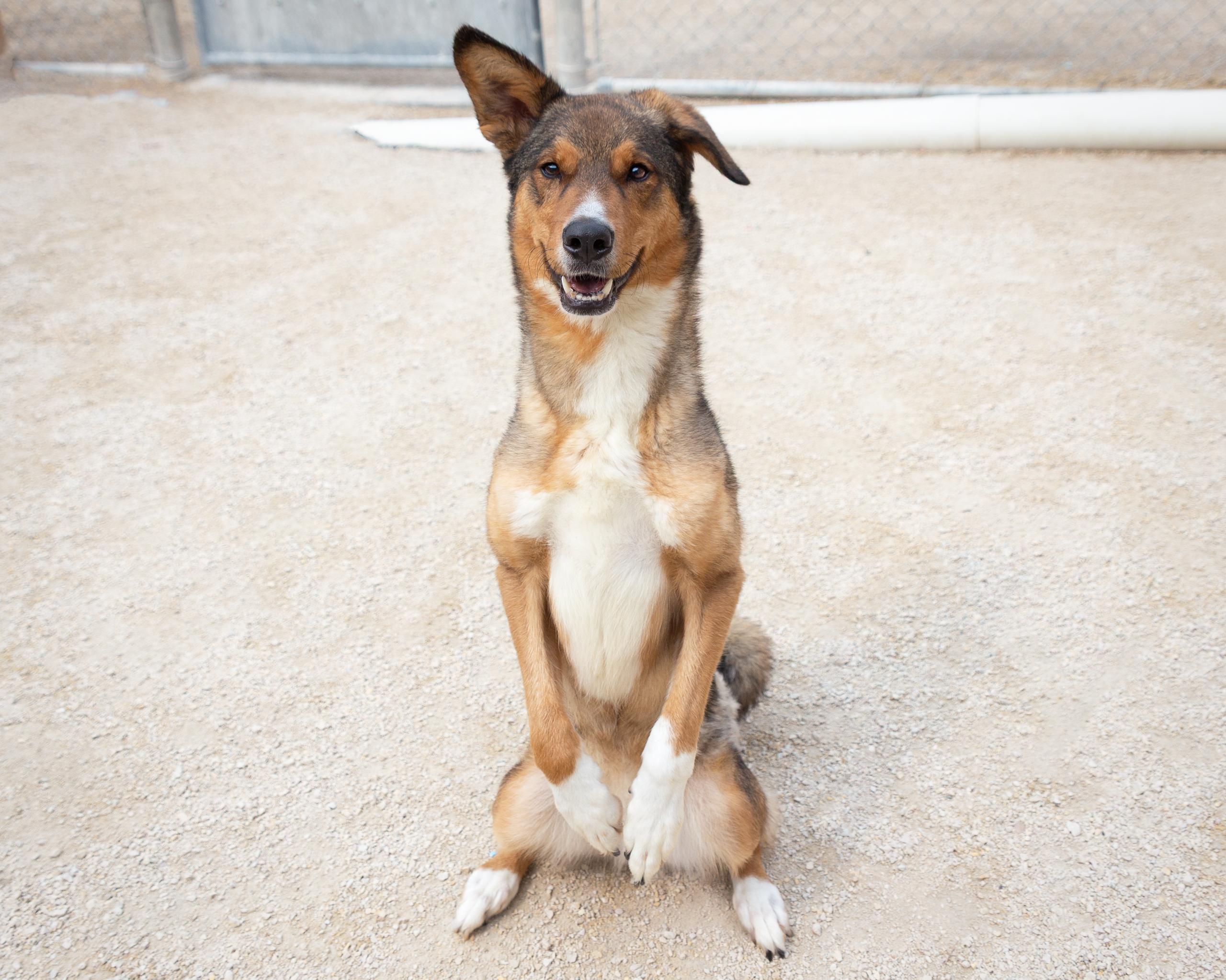 Nami, an adoptable German Shepherd Dog in Winnipeg, MB, R3E 3N8 | Photo Image 3
