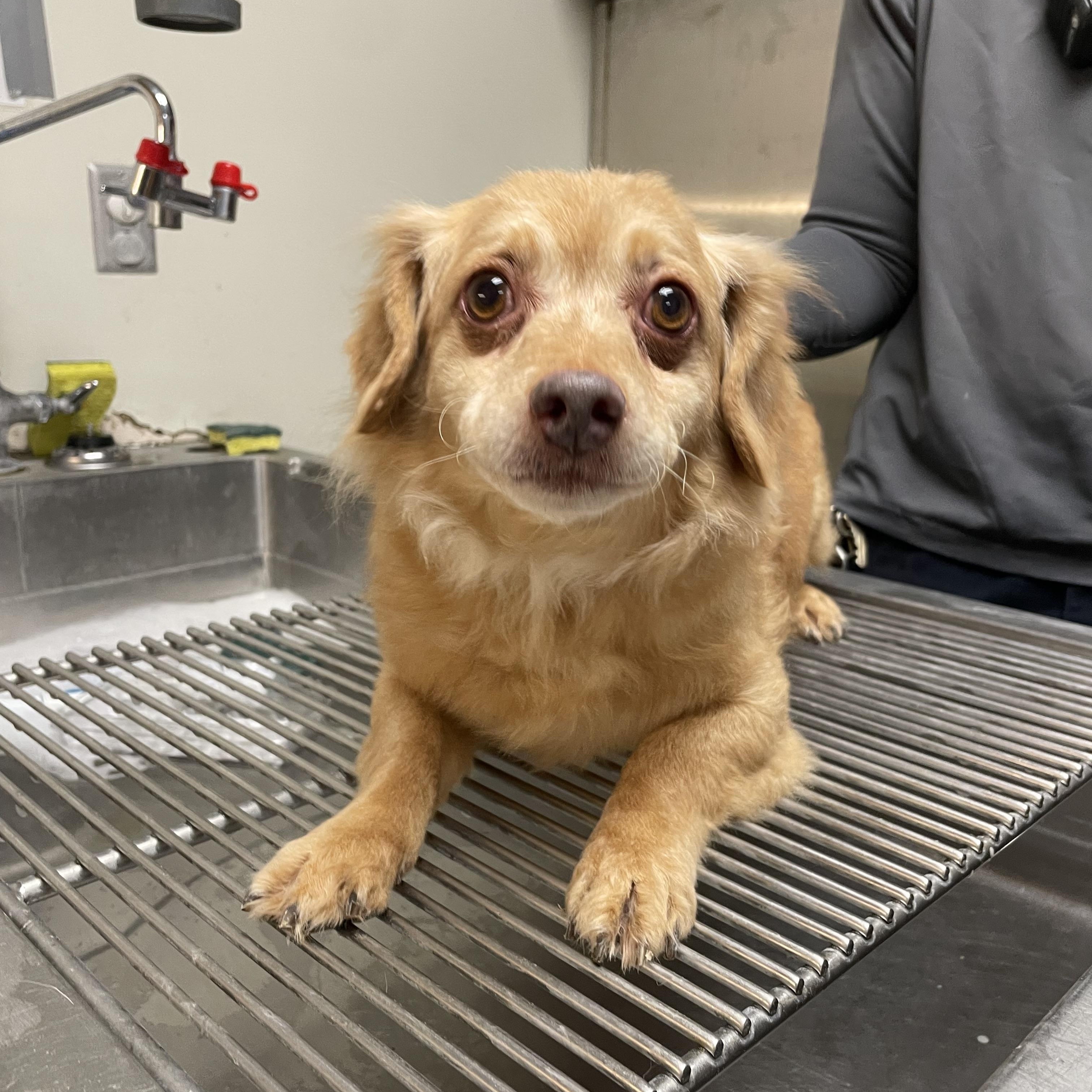 Enlarge Bleau, a ADOPTABLE mixed breed in Gladstone, MO image 1/1