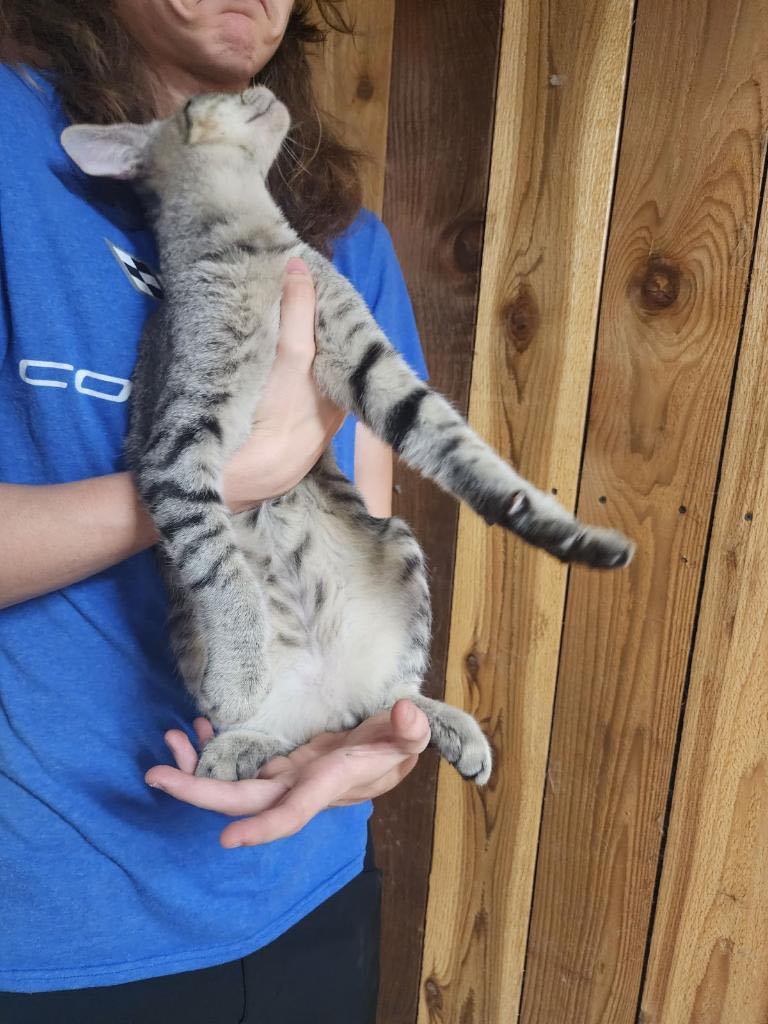 Jett  2