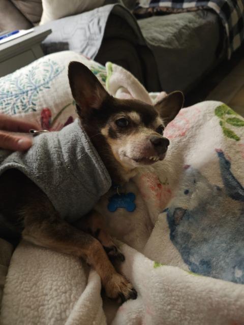 Scrappy (Pappy), a Adoptable Chihuahua in El Cajon, CA image 1/2