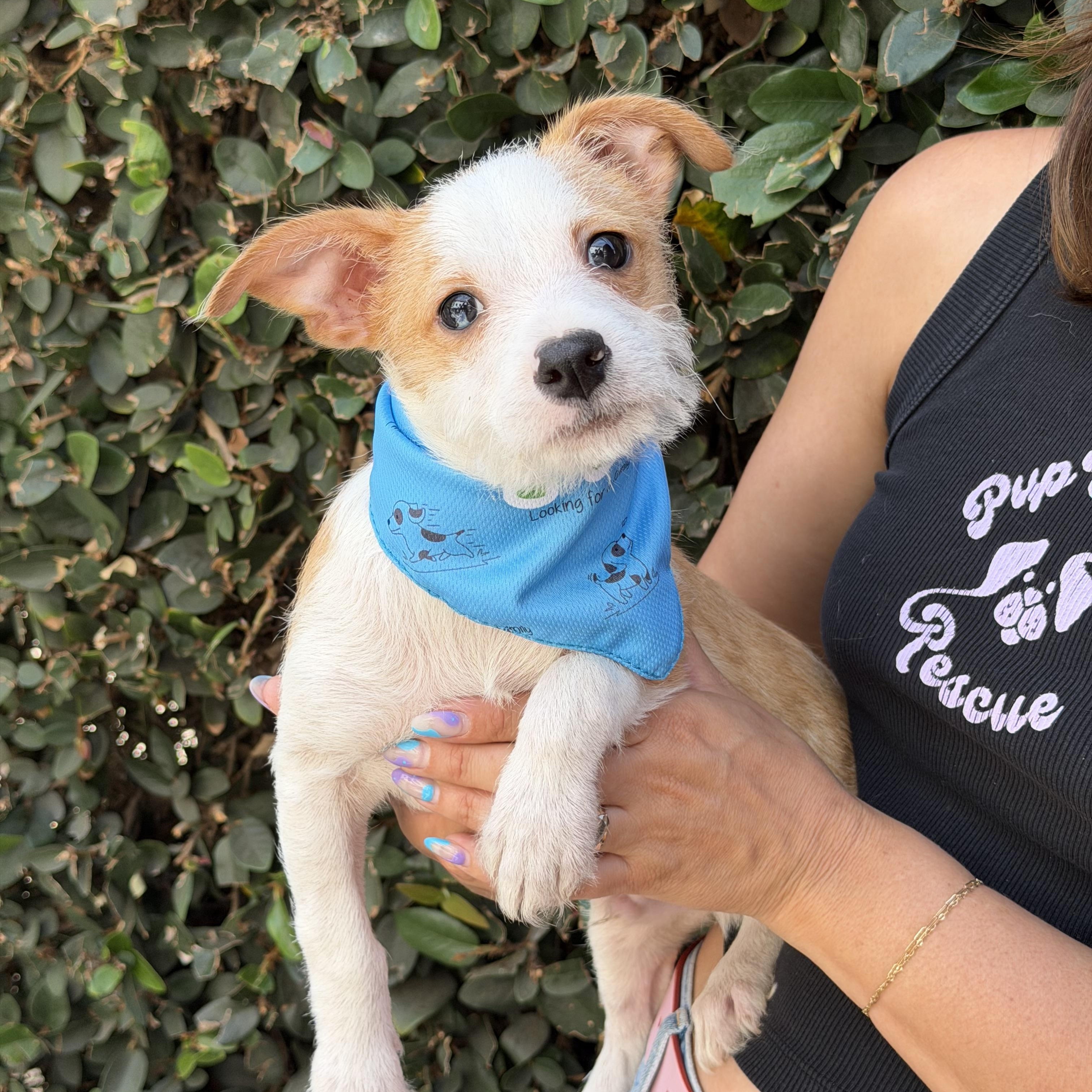 Enlarge Benji, a ADOPTABLE mixed breed in Pasadena, CA image 1/2