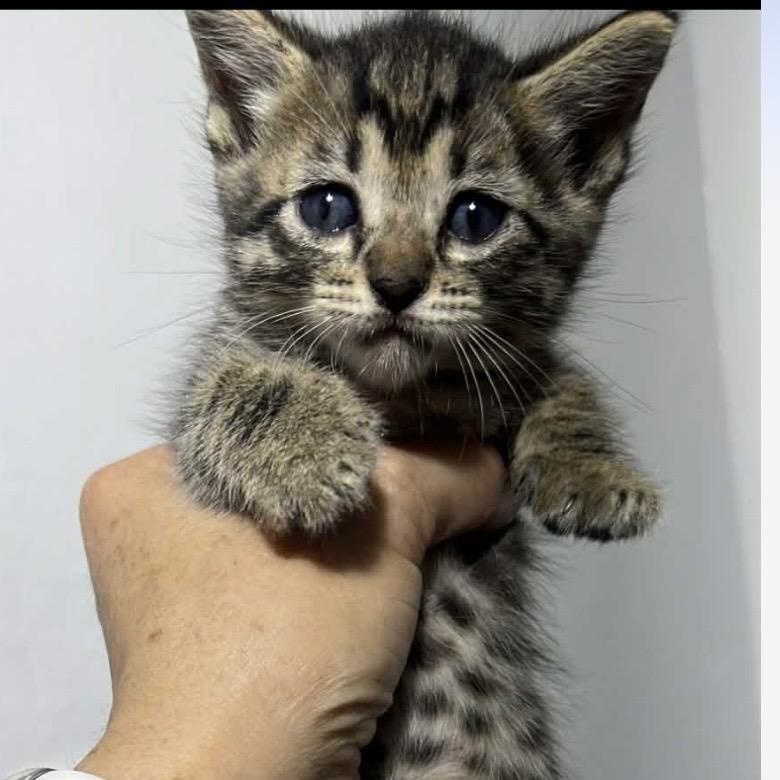 Enlarge Luigi, an adopted Domestic Short Hair in Warren, NJ image 1/1