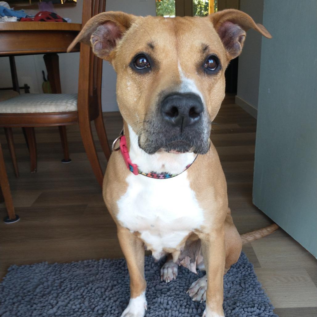 Sadie (Mama), Adoptable, Adult Female Mixed Breed.