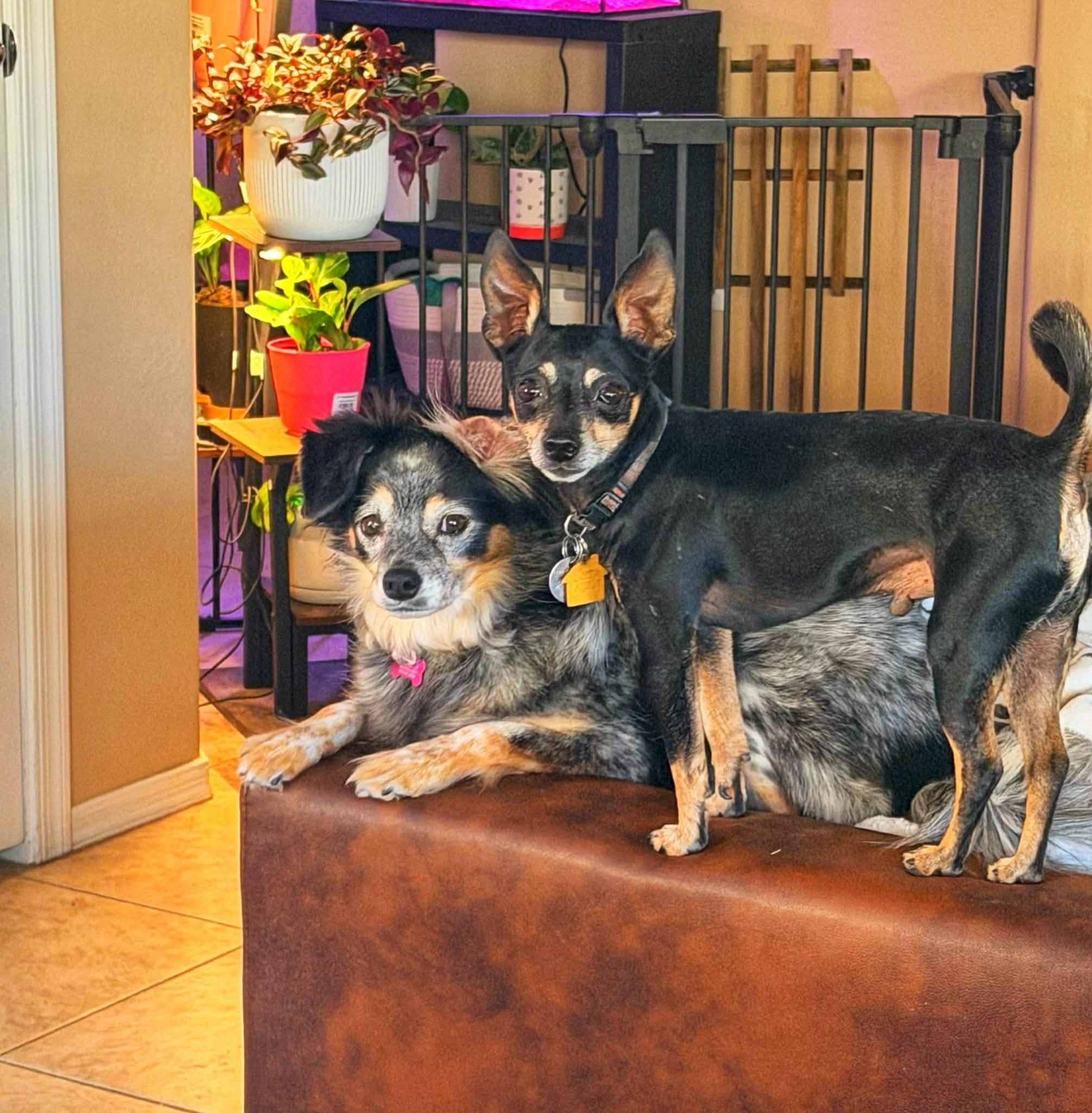 Enlarge Rocky, a ADOPTABLE mixed breed in Goodyear, AZ image 4/5