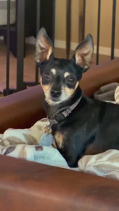 Enlarge Rocky, a ADOPTABLE mixed breed in Goodyear, AZ video 3/5