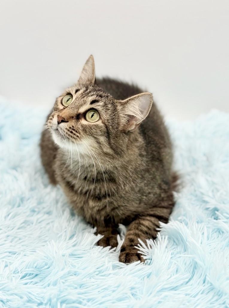 Enlarge Enoki, a Adoptable Domestic Long Hair in Covington, LA image 6/6