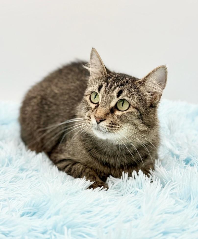Enlarge Enoki, a Adoptable Domestic Long Hair in Covington, LA image 3/6