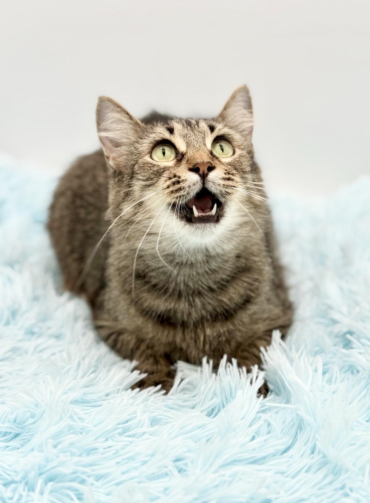 Enlarge Enoki, a Adoptable Domestic Long Hair in Covington, LA image 4/6
