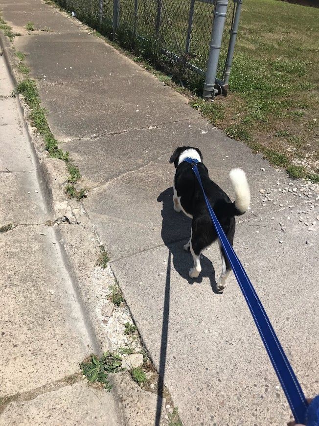 Grant, a Adoptable Hound image 1/6