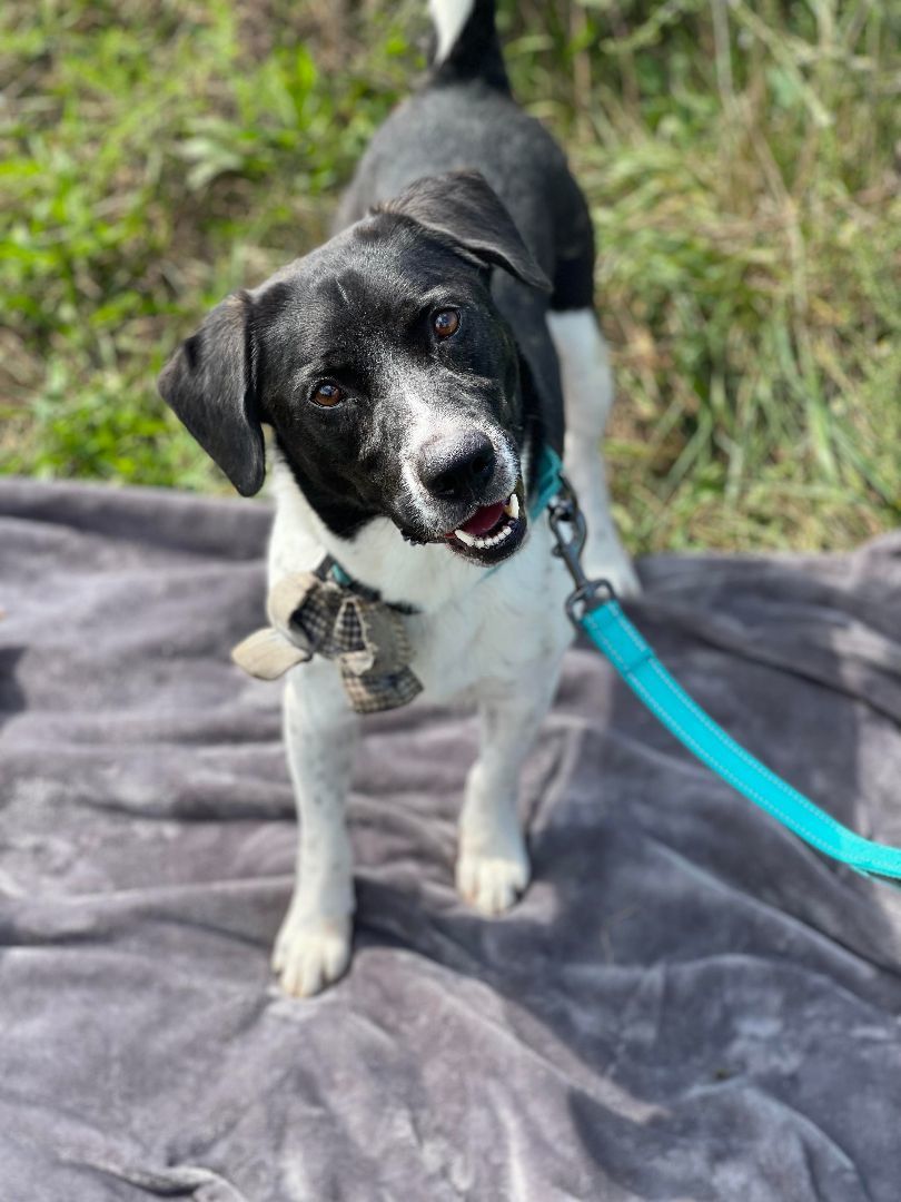 Grant, a Adoptable Hound image 2/6