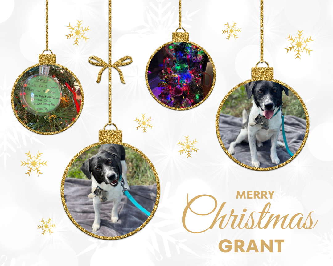 Grant, a Adoptable Hound image 3/6