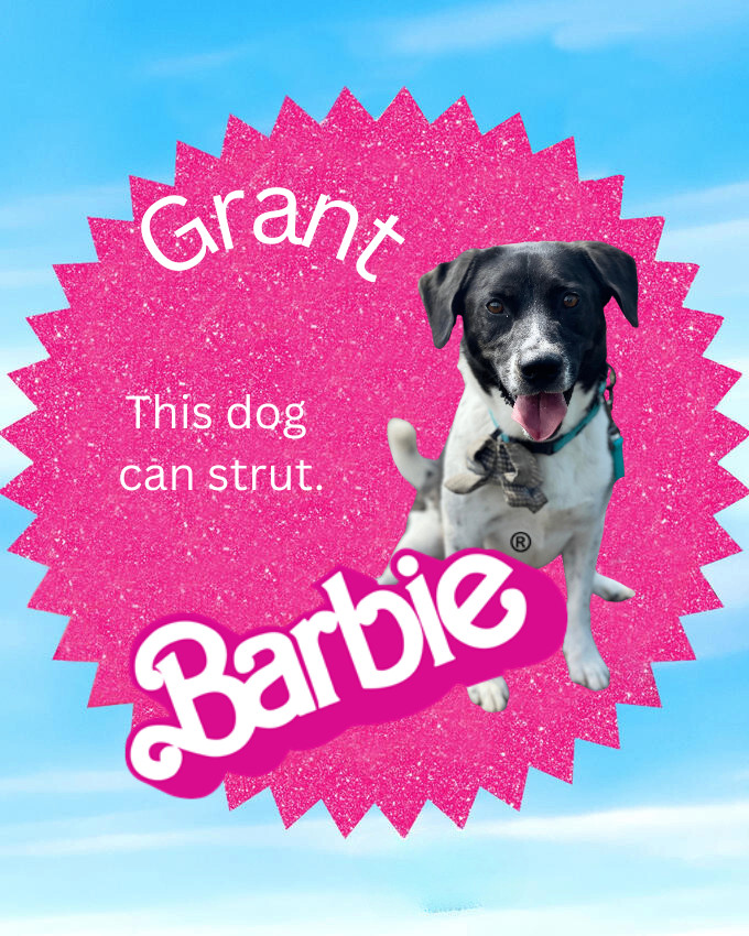 Grant, a Adoptable Hound image 4/6