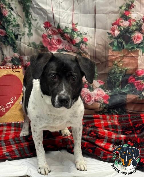 Grant, a Adoptable Hound in Huntington, WV image 6/6
