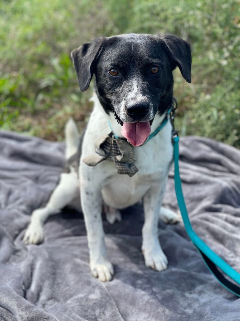 Grant, a Adoptable Hound image 5/6