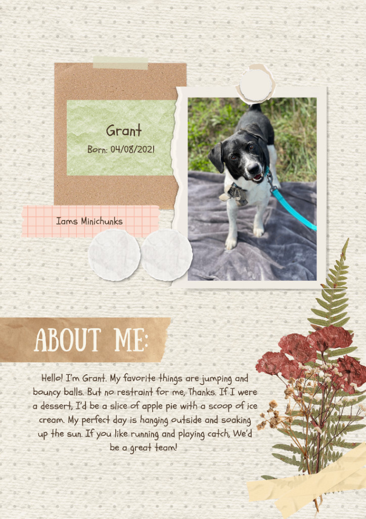 Grant, Adoptable, Adult Male Hound.