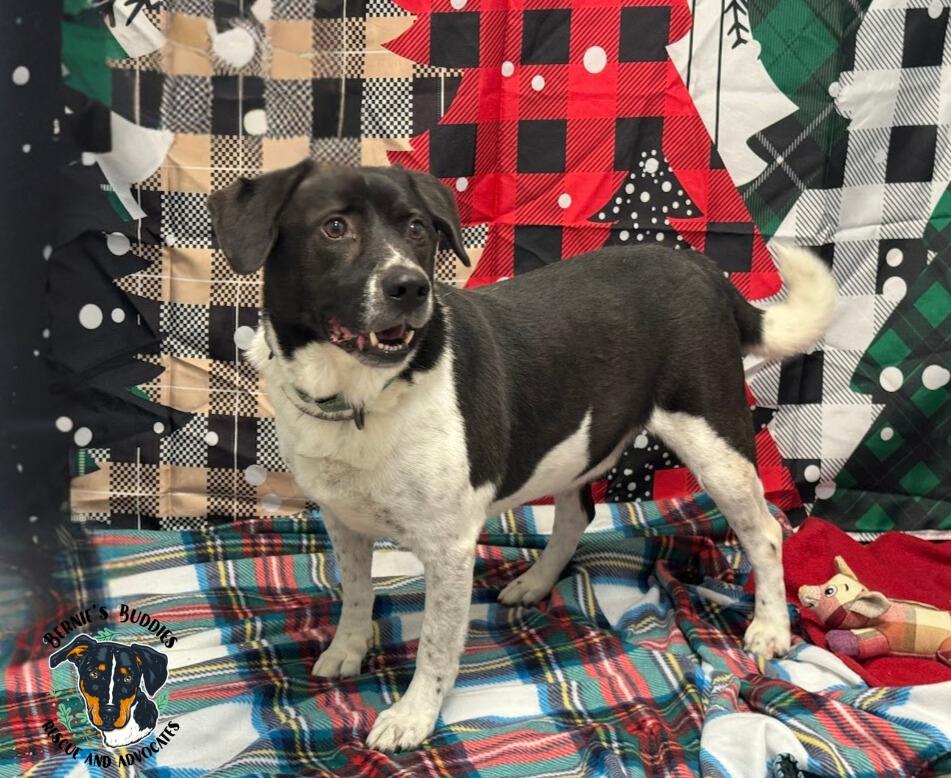 Grant, a Adoptable Hound in Huntington, WV image 4/6