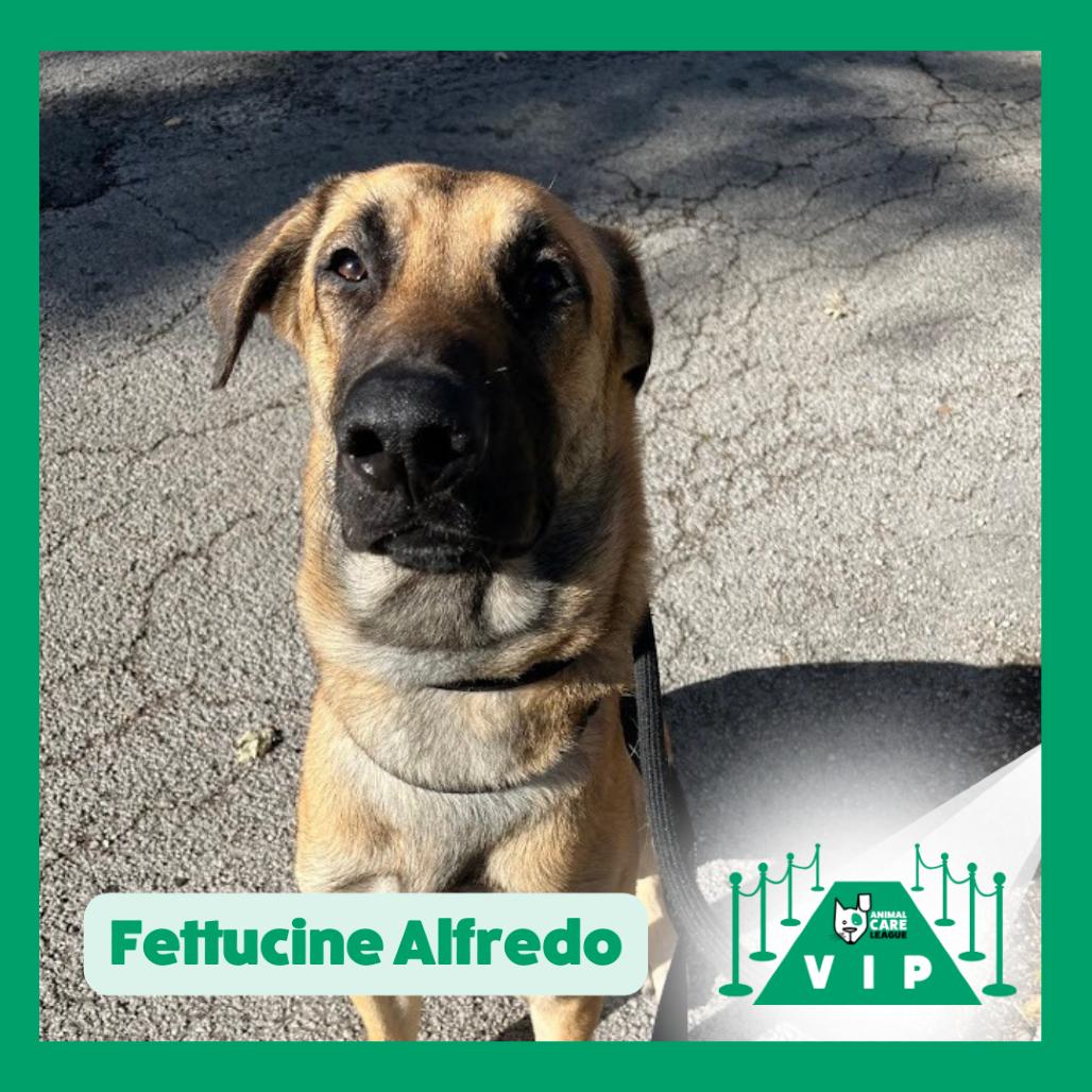 Fettuccine Alfredo, Adoptable, Adult Male German Shepherd Dog.