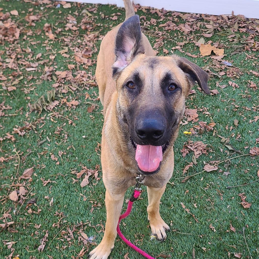 Enlarge Fettuccine Alfredo, a Adoptable German Shepherd Dog in Oak Park, IL image 1/6
