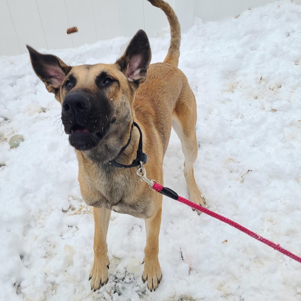 Enlarge Fettuccine Alfredo, a Adoptable German Shepherd Dog in Oak Park, IL image 2/5