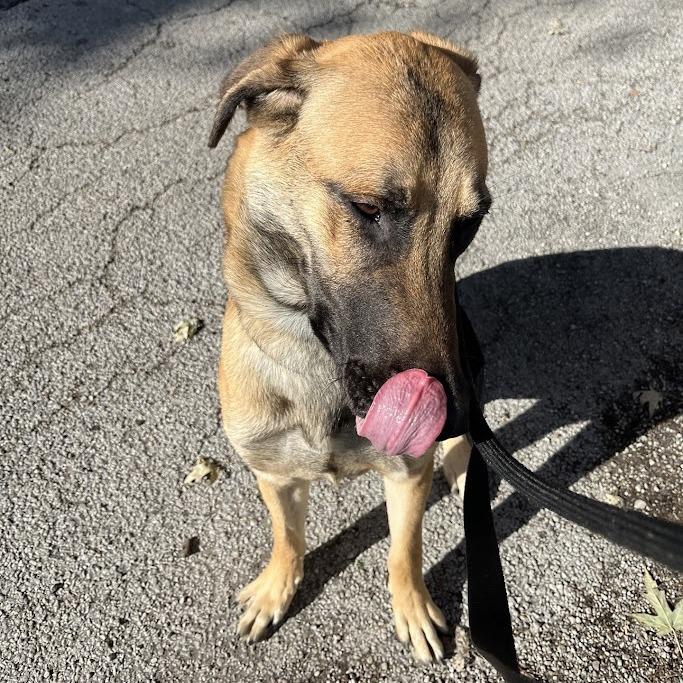 Enlarge Fettuccine Alfredo, a Adoptable German Shepherd Dog in Oak Park, IL image 2/6