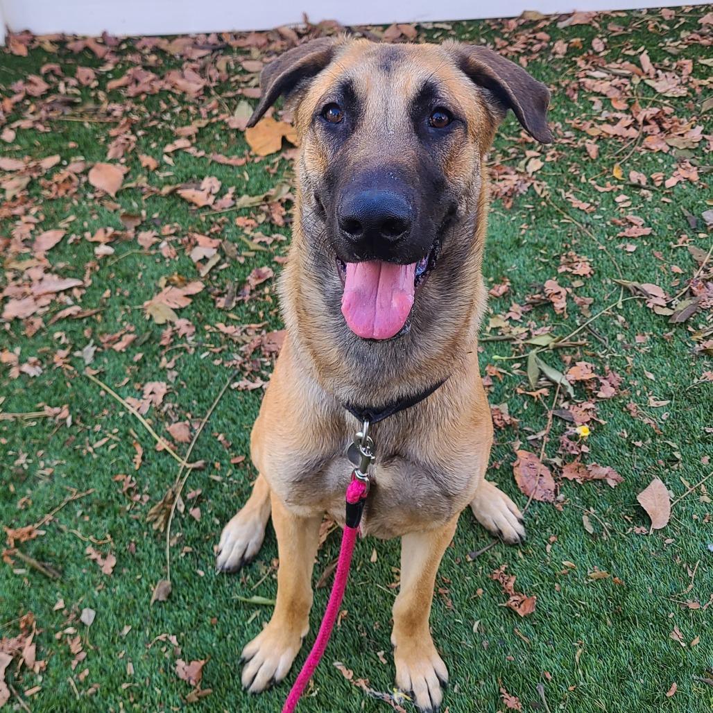 Enlarge Fettuccine Alfredo, a Adoptable German Shepherd Dog in Oak Park, IL image 3/6