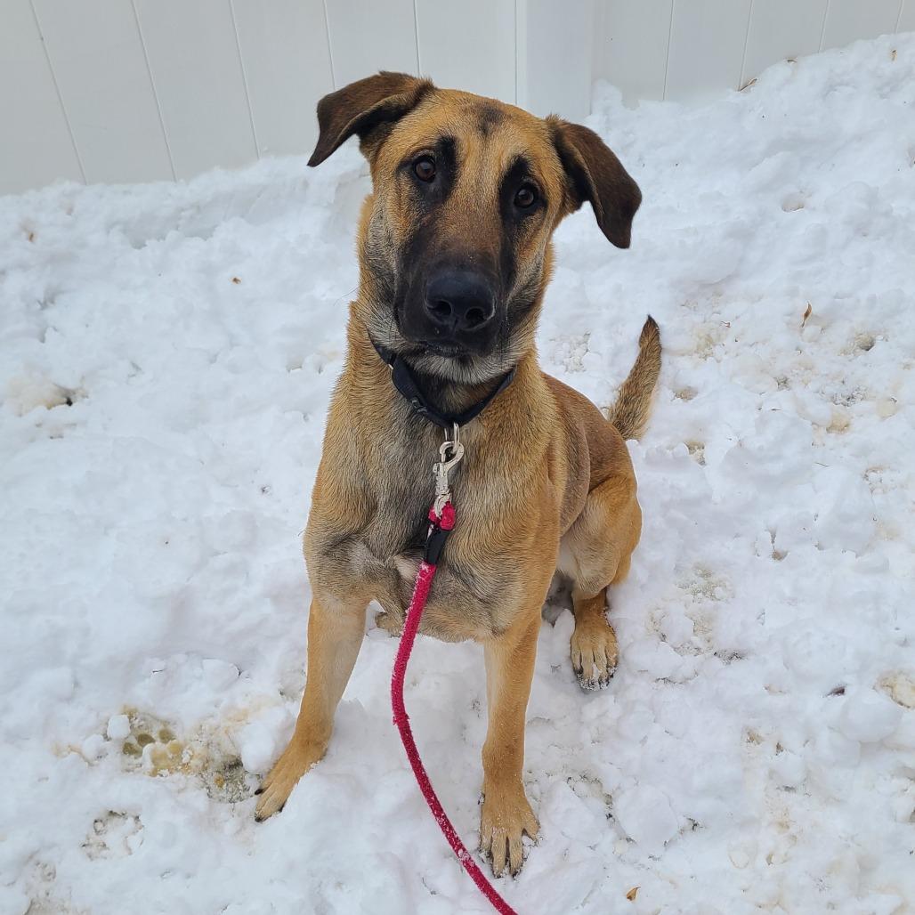 Enlarge Fettuccine Alfredo, a Adoptable German Shepherd Dog in Oak Park, IL image 4/6
